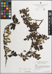 Foto von Salix myrsinifolia Salisb.